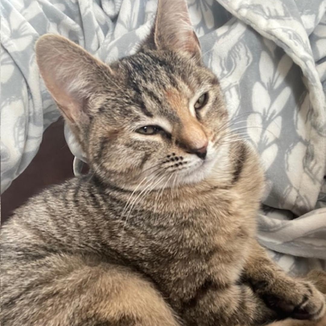 Enlarge Shivers, a ADOPTABLE Tabby in Maple Shade, NJ image 2/3