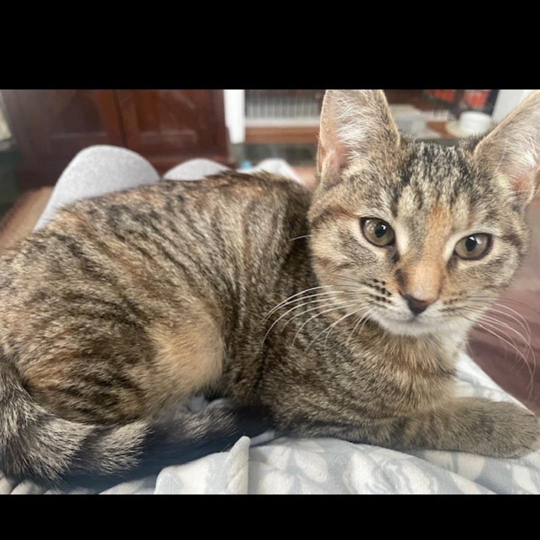 Enlarge Shivers, a ADOPTABLE Tabby in Maple Shade, NJ image 1/3