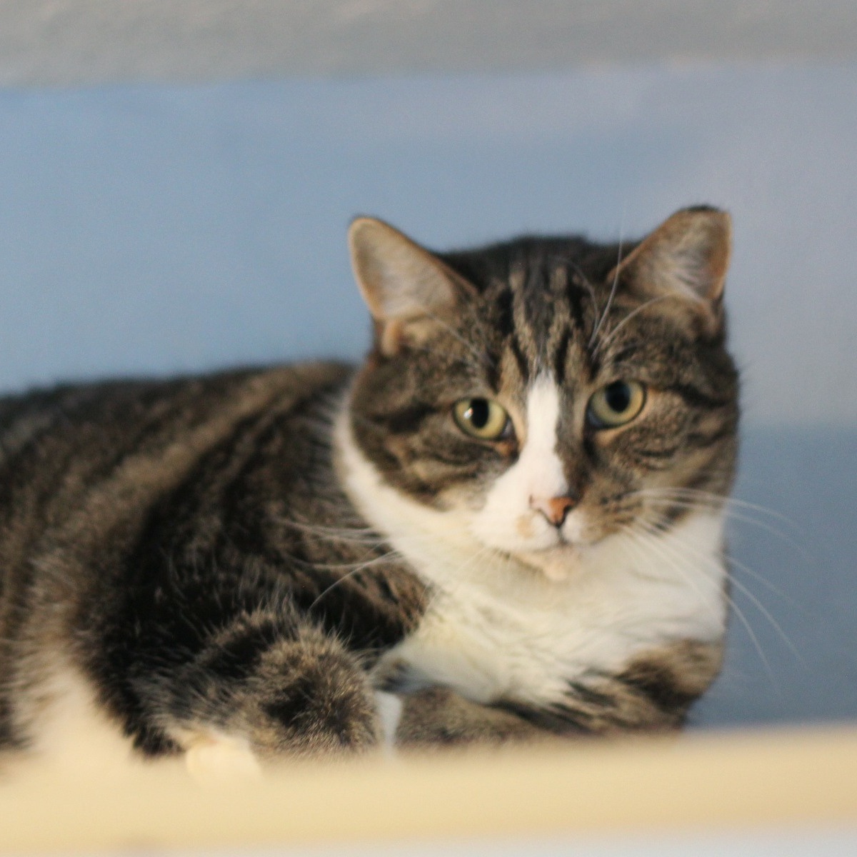 Delores, a Adoptable mixed breed in Shippenville, PA image 2/4