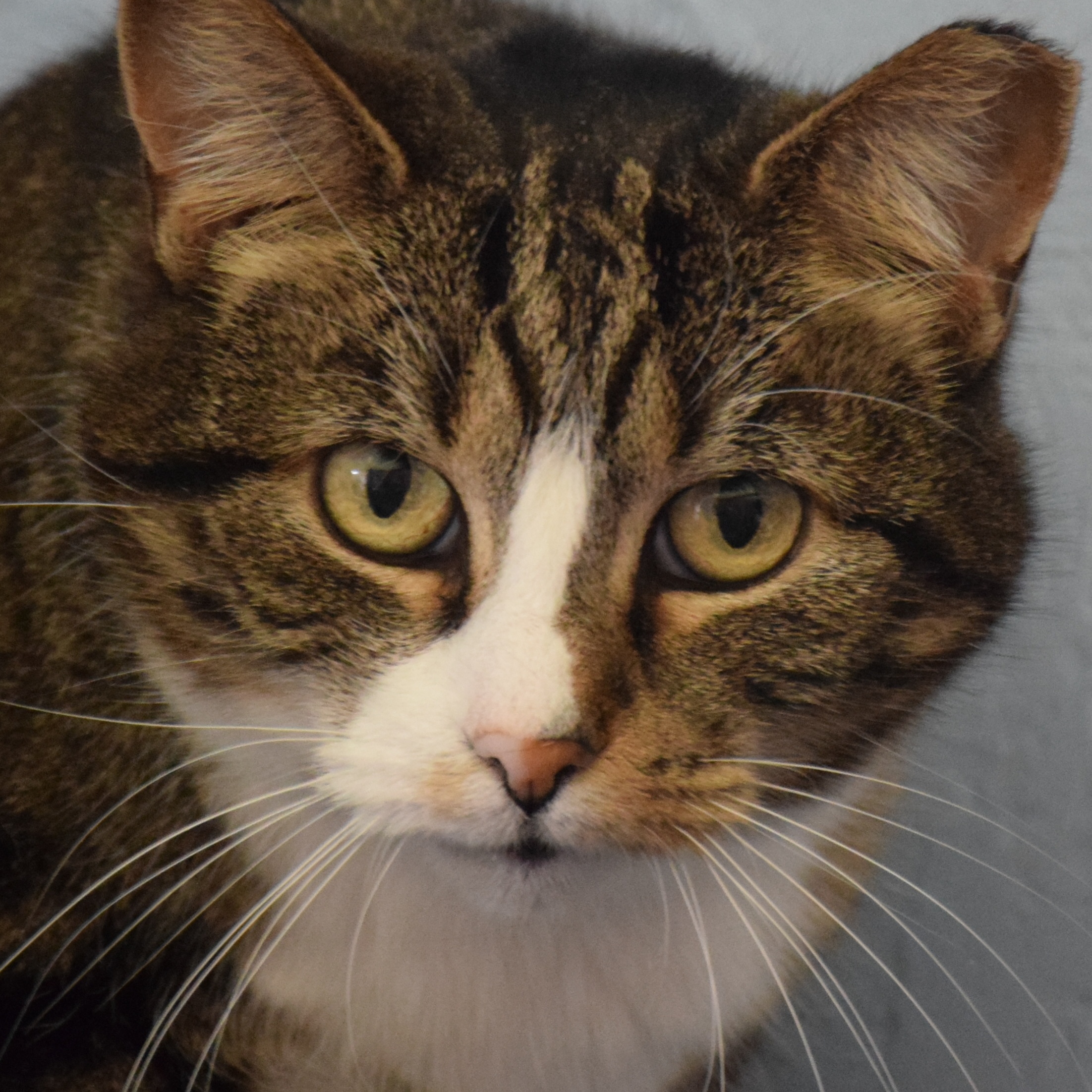 Delores, a Adoptable mixed breed in Shippenville, PA image 1/4