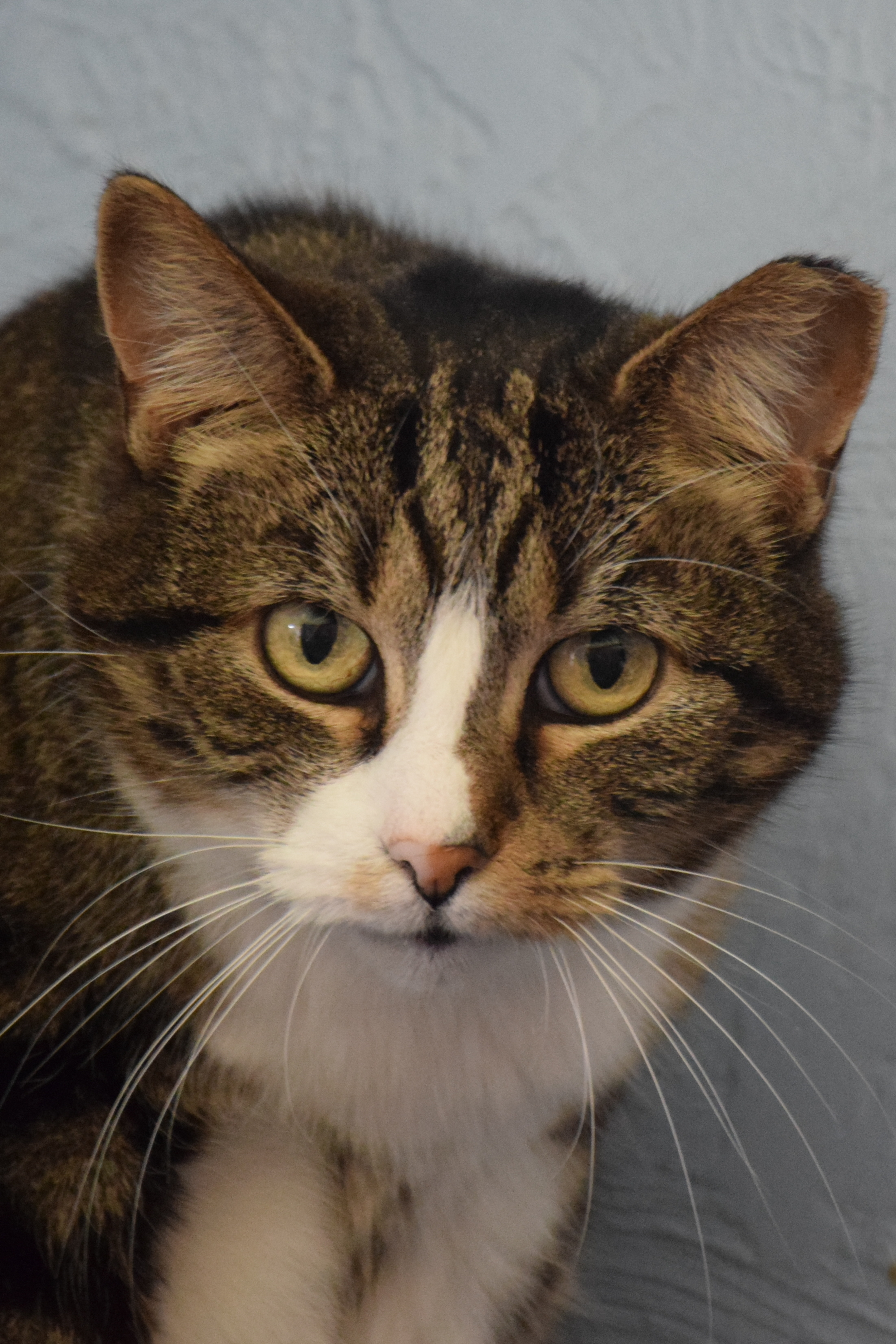 Enlarge Delores, a Adoptable mixed breed in Shippenville, PA image 2/8