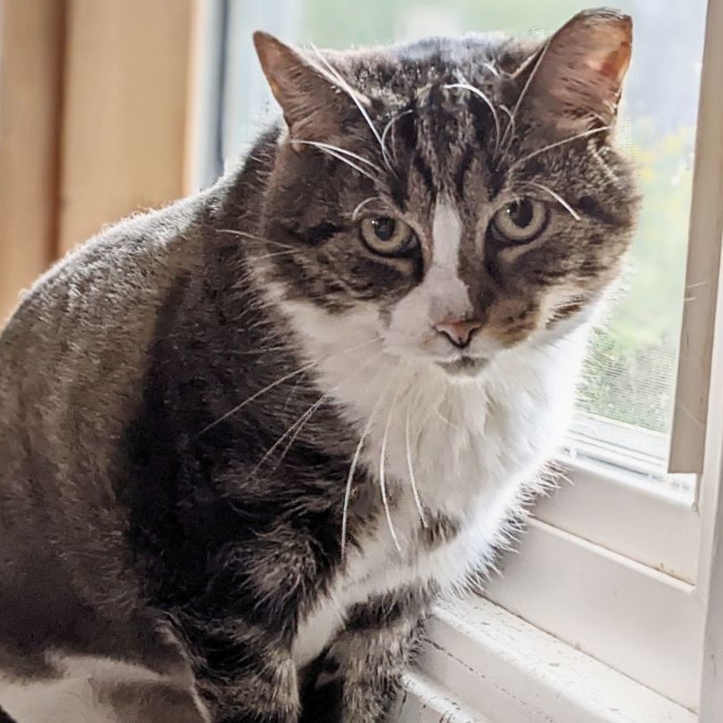 Enlarge Delores, a Adoptable mixed breed in Shippenville, PA image 3/8