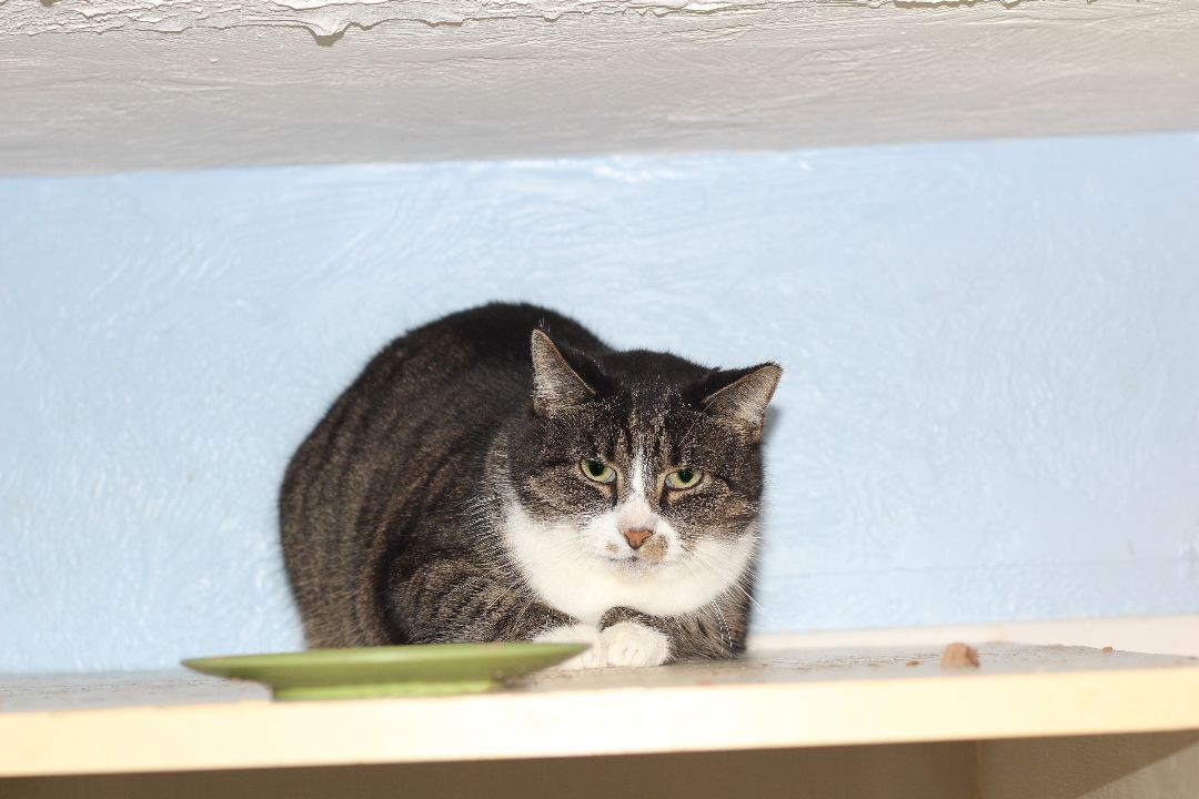 Enlarge Delores, a Adoptable mixed breed in Shippenville, PA image 4/8