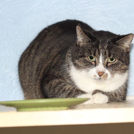 Delores, a Adoptable mixed breed in Shippenville, PA image 4/4