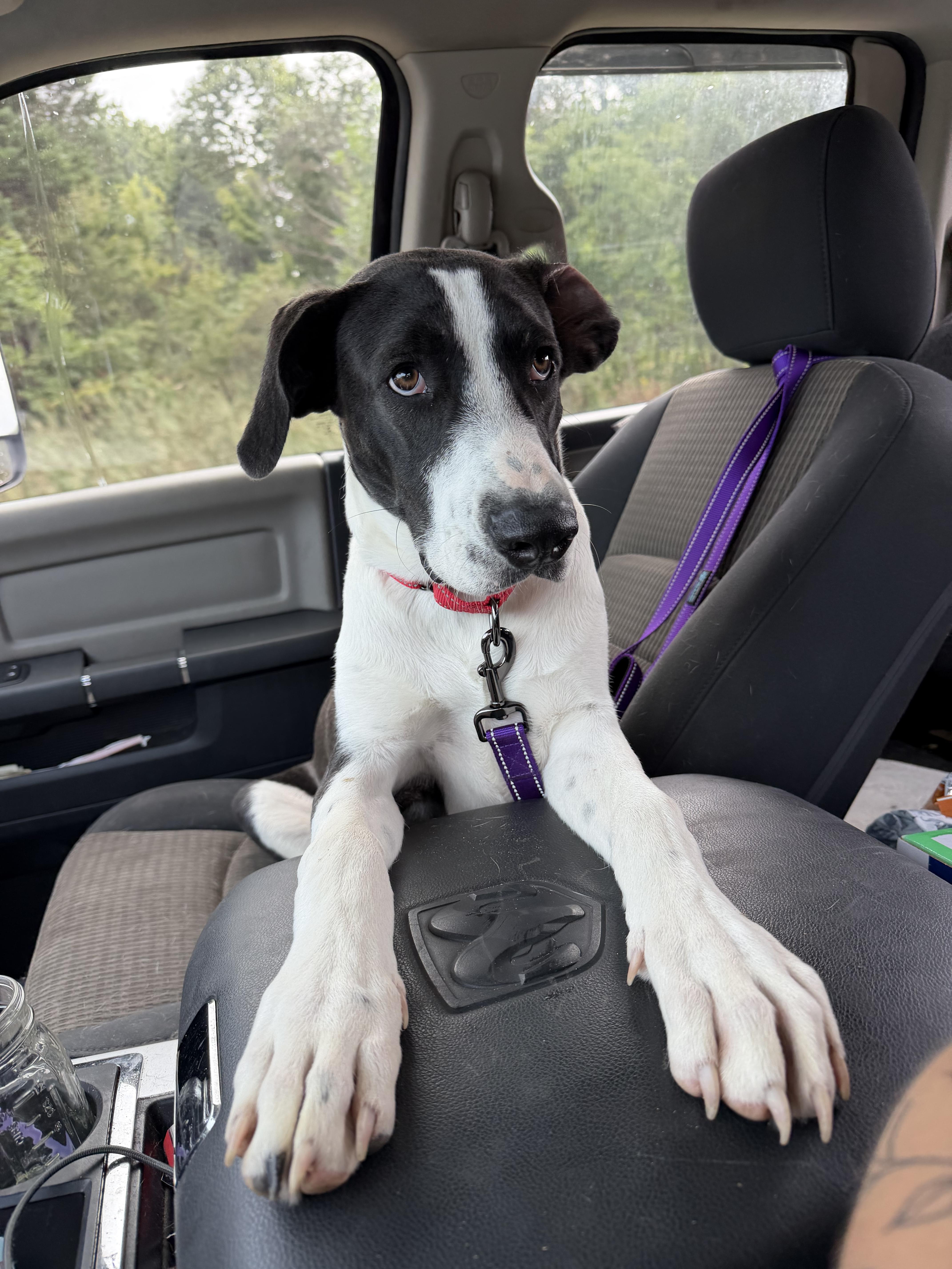 Enlarge Baxter, a Adoptable mixed breed in fennville, MI image 3/5