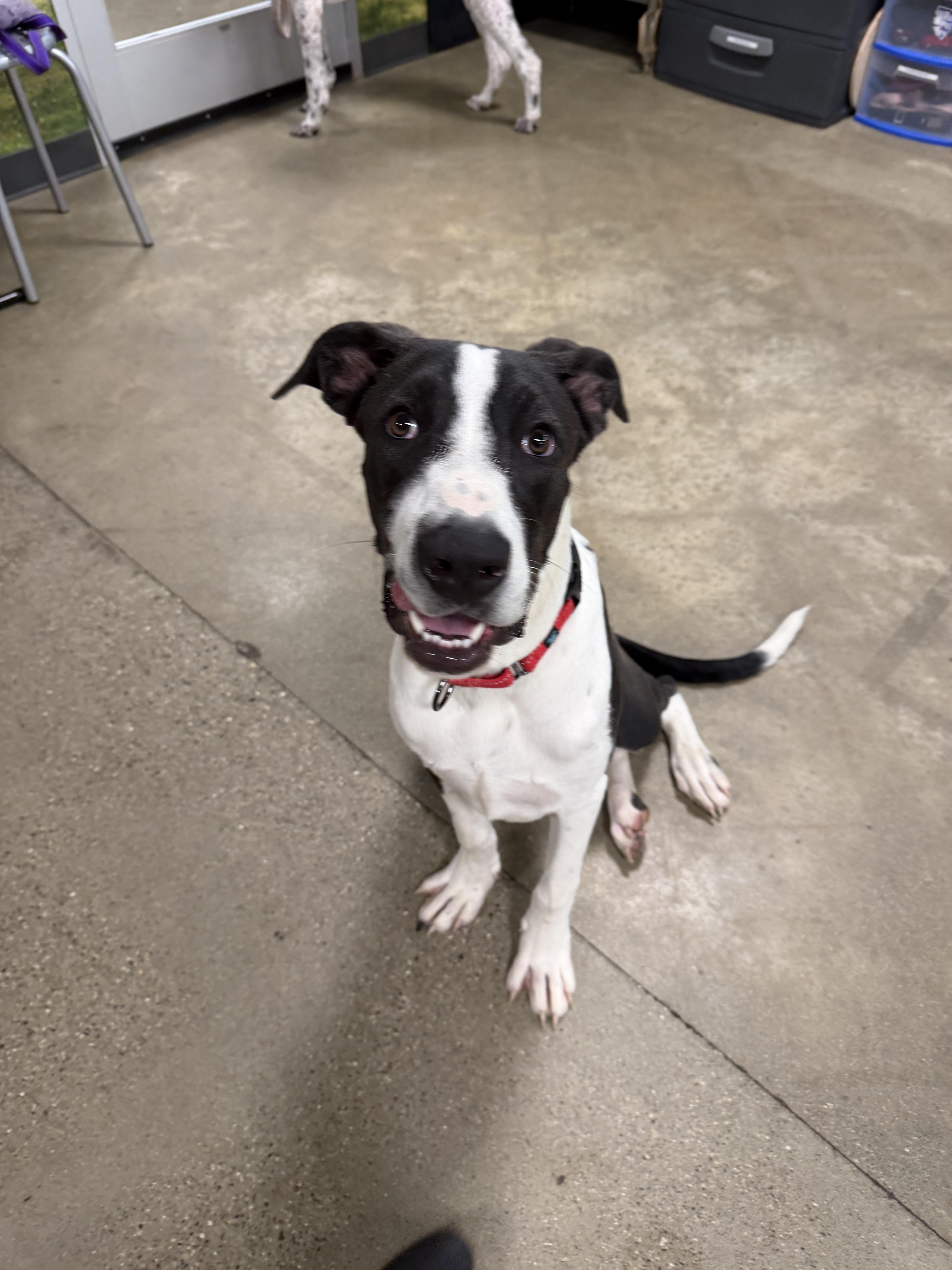 Enlarge Baxter, a Adoptable mixed breed in fennville, MI image 2/5