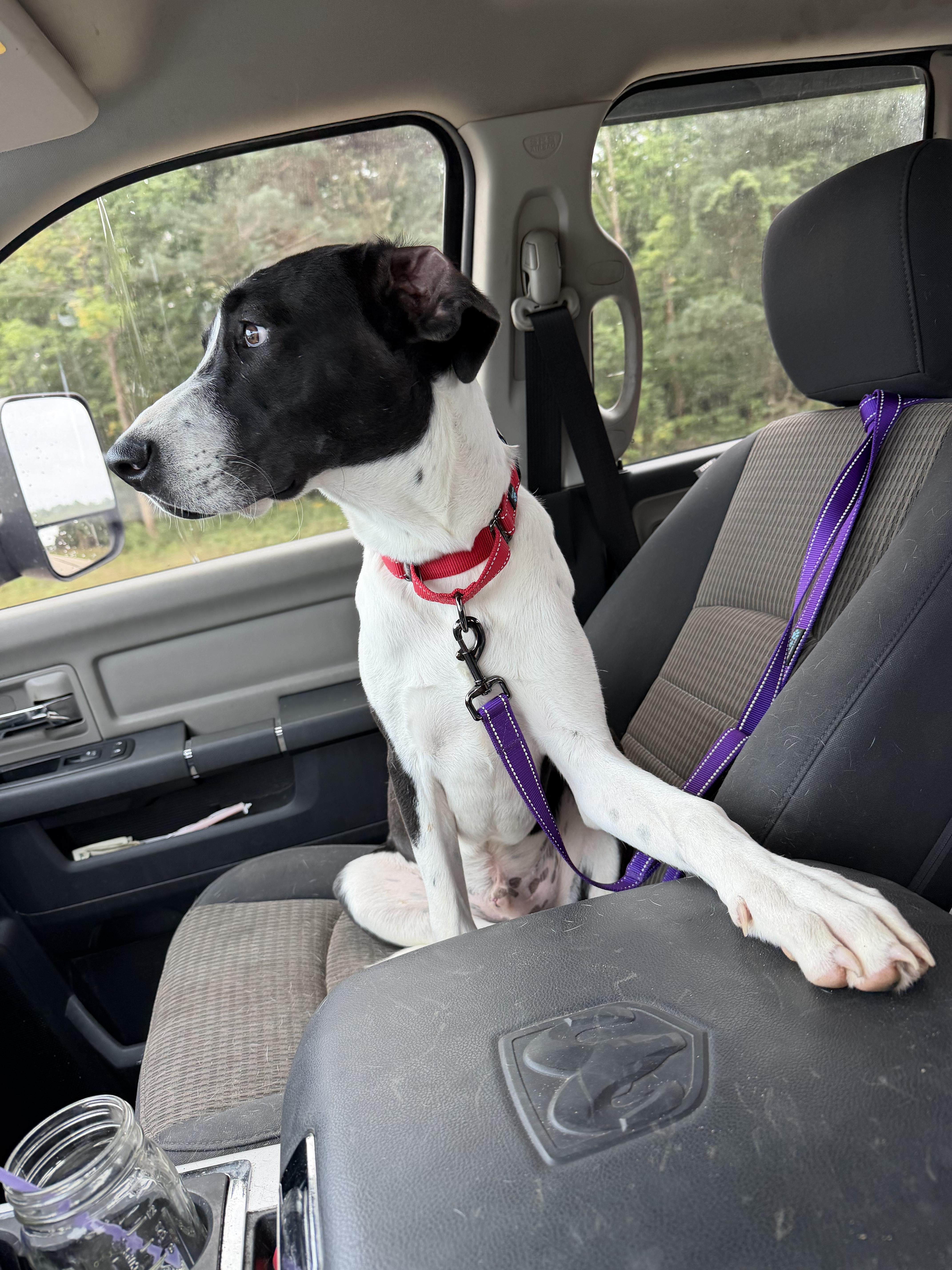 Enlarge Baxter, a Adoptable mixed breed in fennville, MI image 4/5