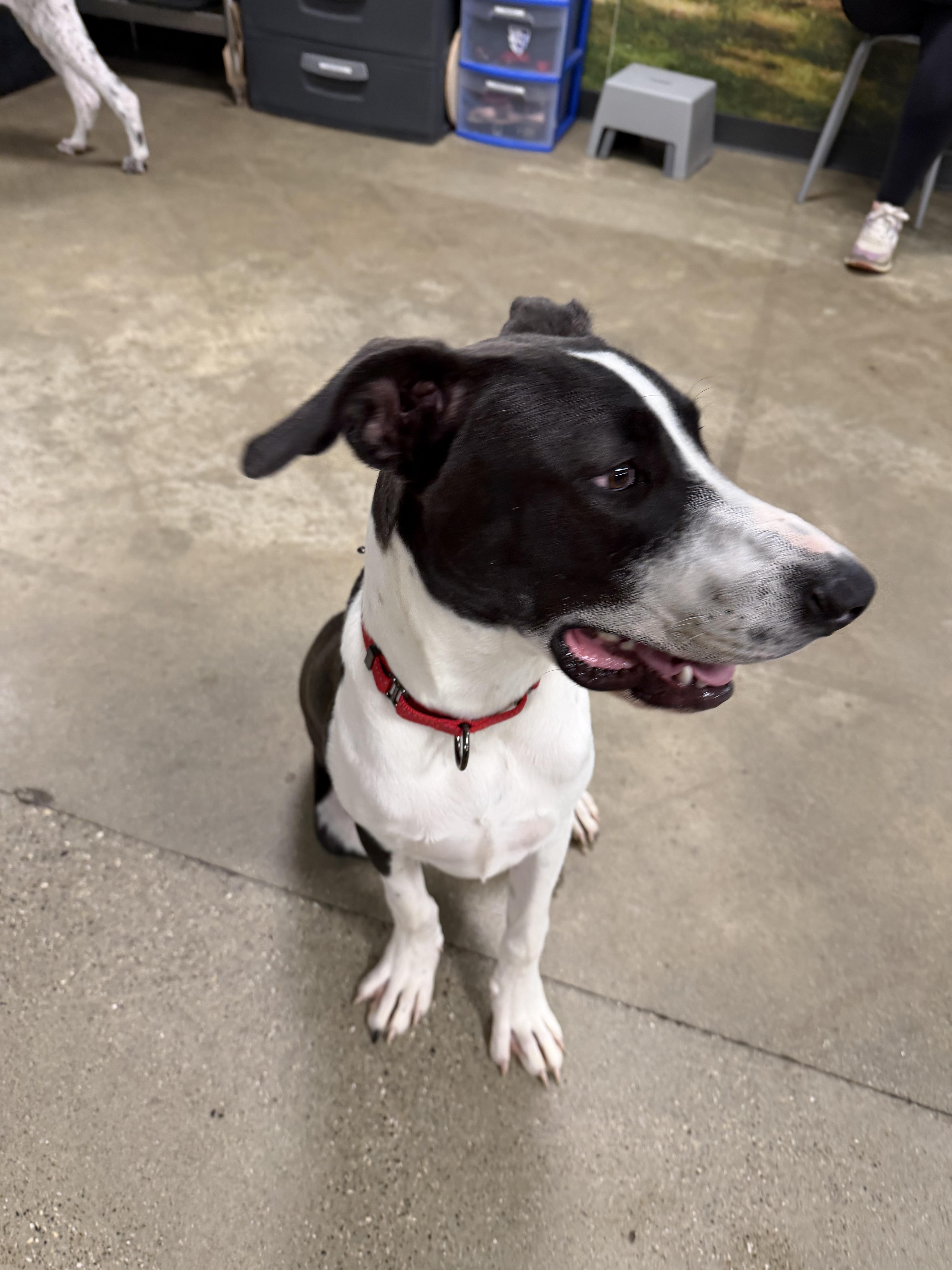 Enlarge Baxter, a Adoptable mixed breed in fennville, MI image 5/5
