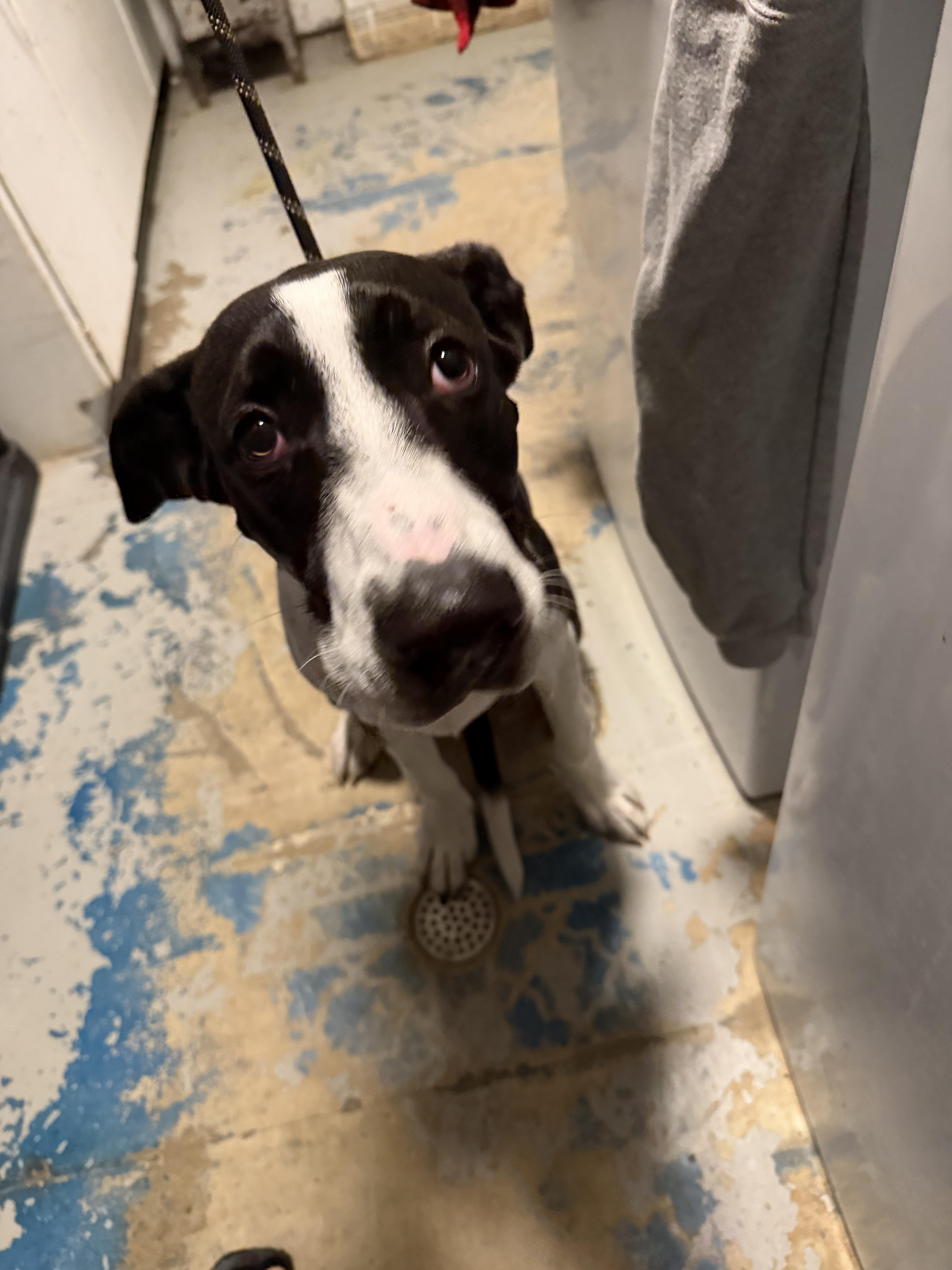 Enlarge Baxter, a Adoptable mixed breed in fennville, MI image 1/5