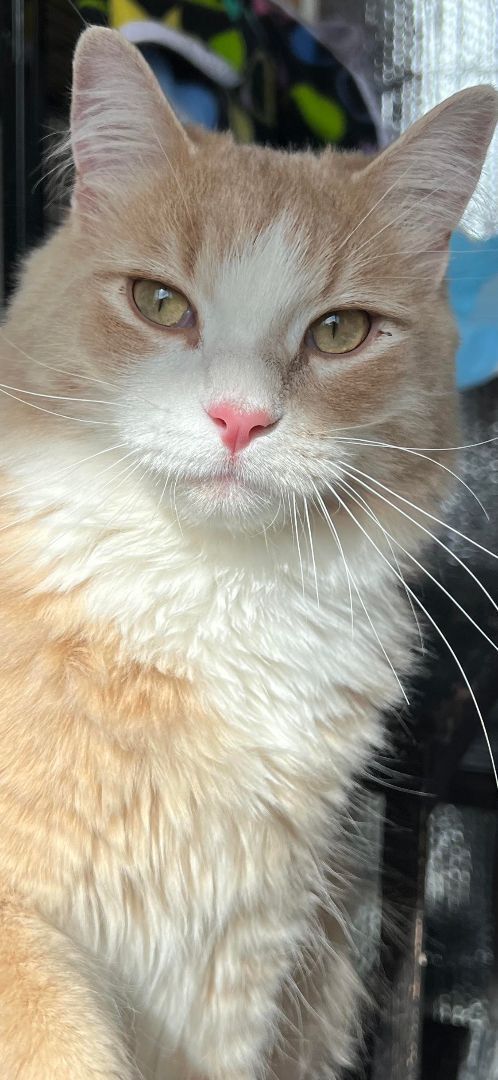 Batman, Adoptable, Adult Male Domestic Long Hair.