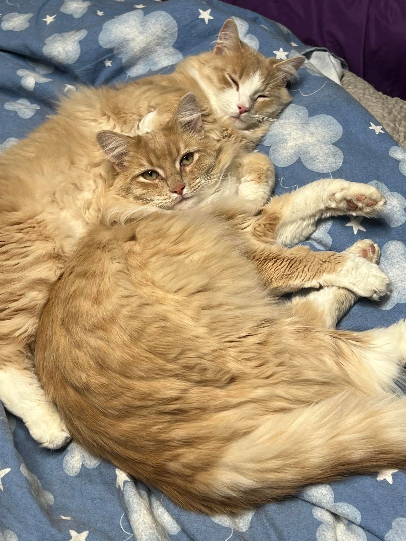 Enlarge Batman, a Adoptable Domestic Long Hair in Butte, MT image 2/4