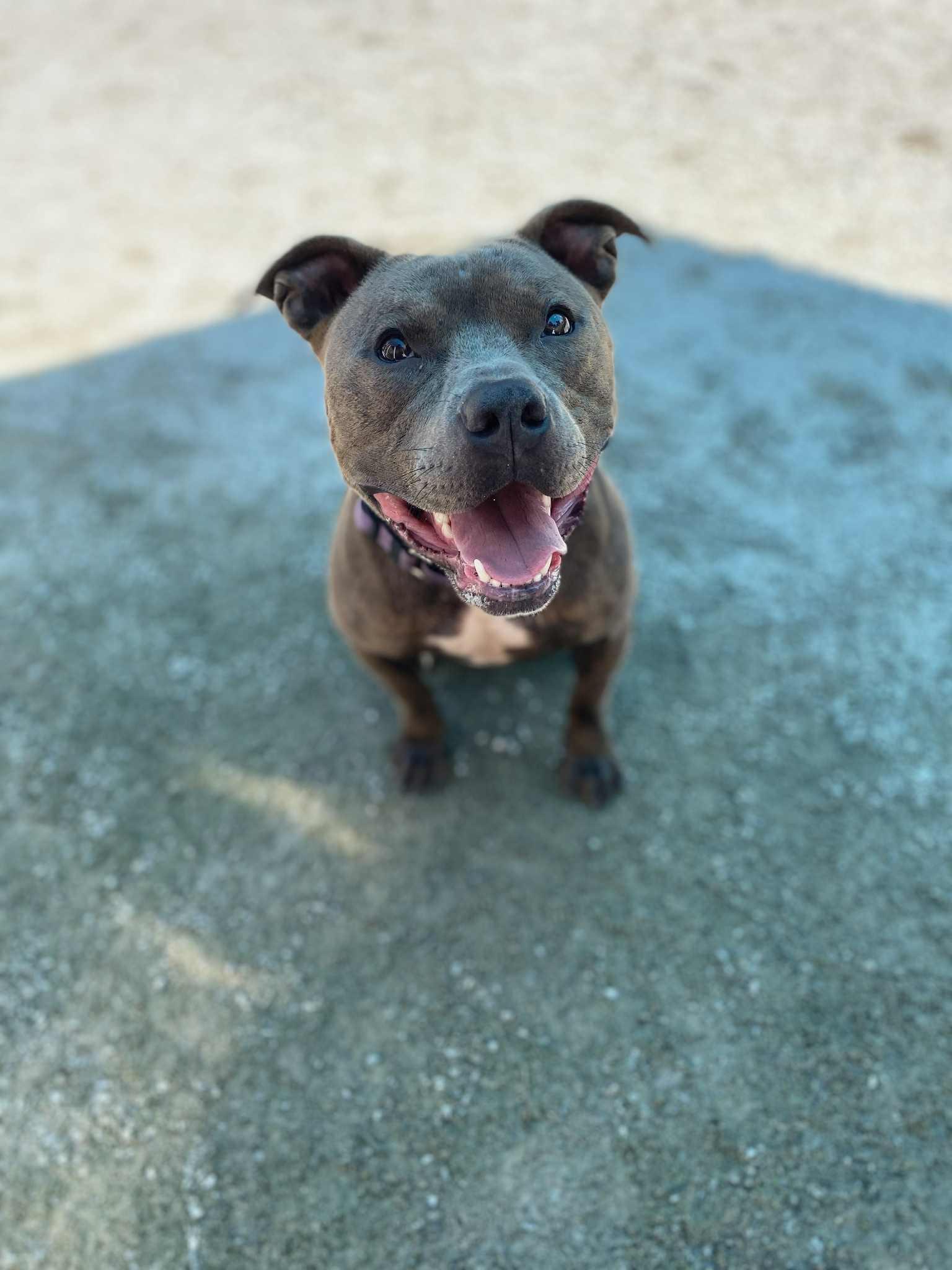 Smokey, Adoptable, Adult Male Pit Bull Terrier.