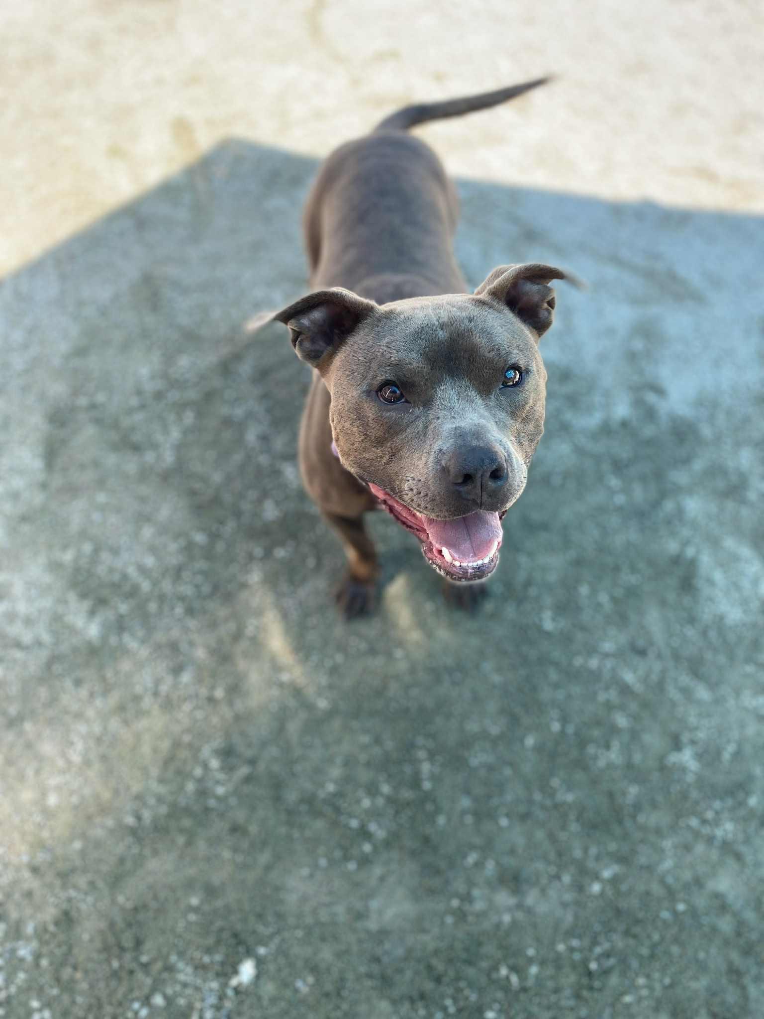 Enlarge Smokey, a Adoptable mixed breed in Emporia, VA image 2/2