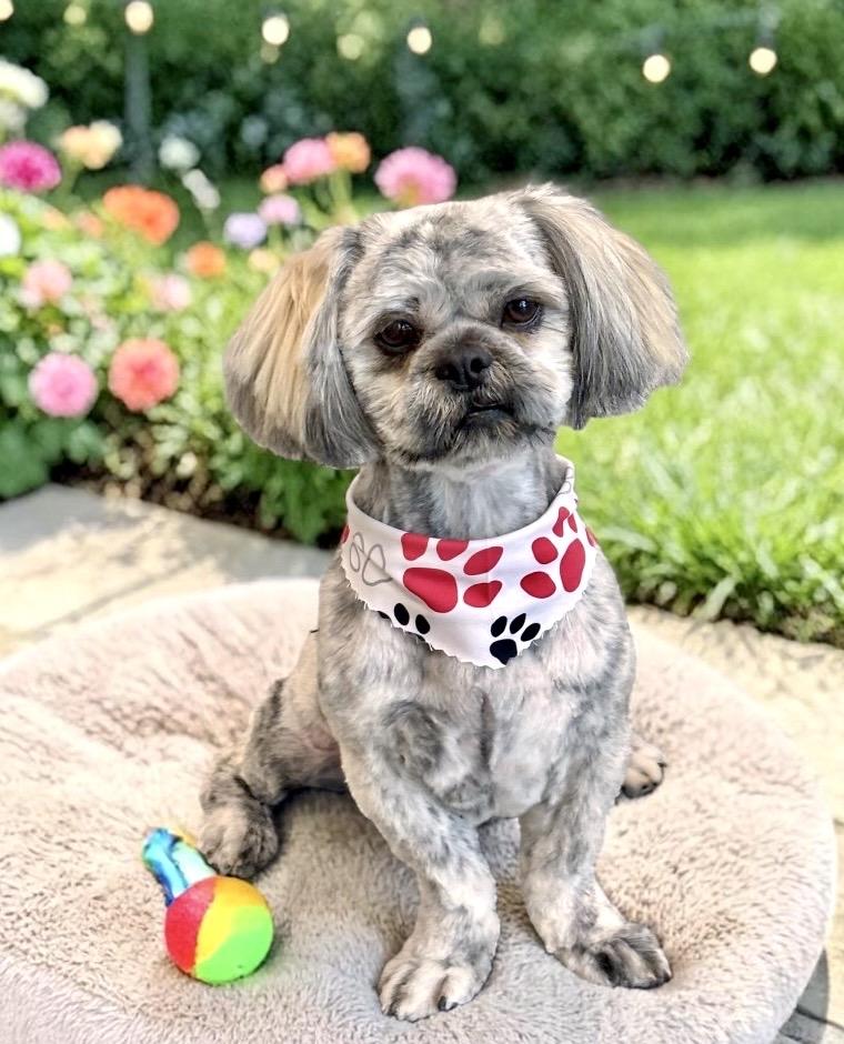 Enlarge Aboo, an adopted Shih Tzu in Perry, IA image 2/6