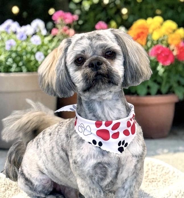 Enlarge Aboo, an adopted Shih Tzu in Perry, IA image 3/6