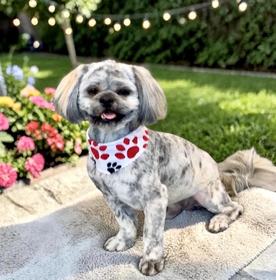 Enlarge Aboo, an adopted Shih Tzu in Perry, IA image 5/6