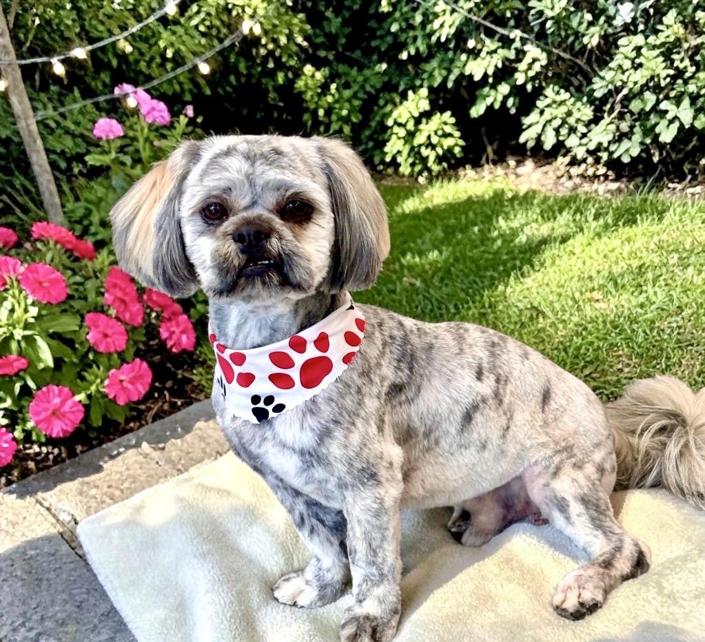 Enlarge Aboo, an adopted Shih Tzu in Perry, IA image 4/6