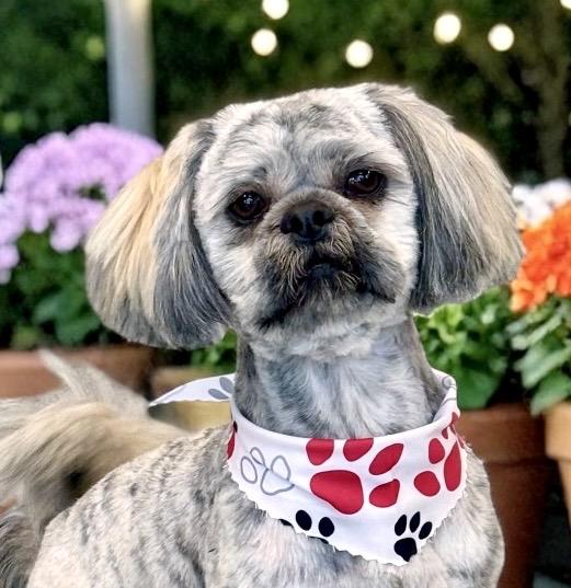 Aboo, adopted, Young Male Shih Tzu.