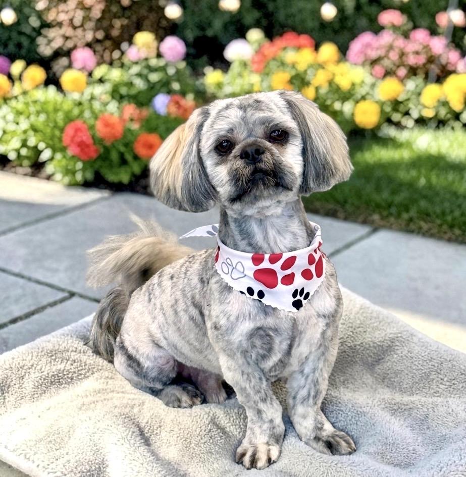 Enlarge Aboo, an adopted Shih Tzu in Perry, IA image 6/6