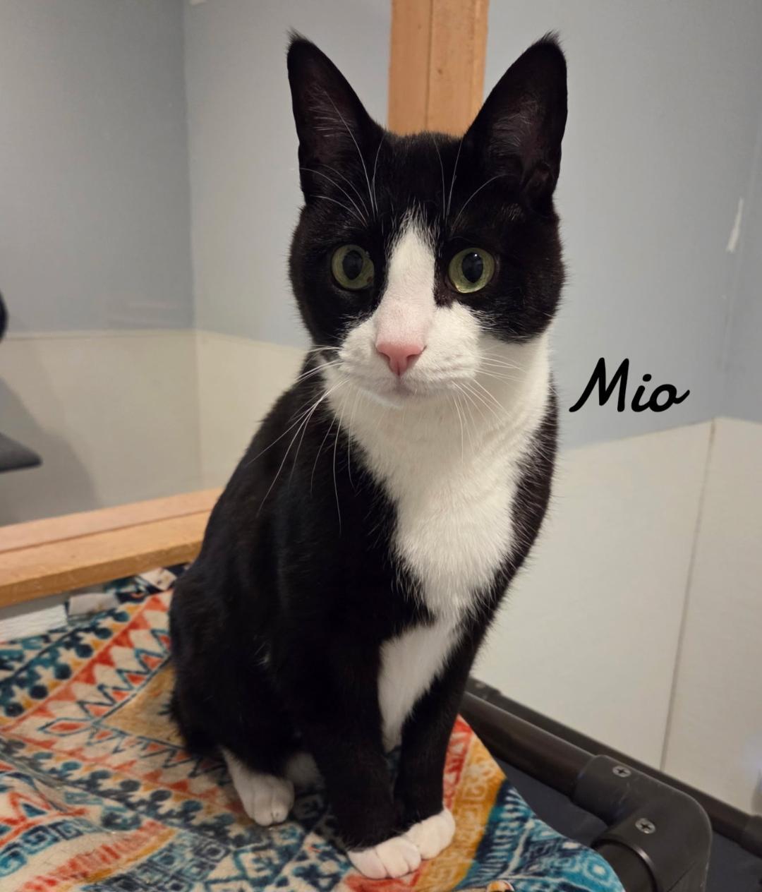 Enlarge Mio, a Adoptable Domestic Short Hair in Naugatuck, CT image 1/1