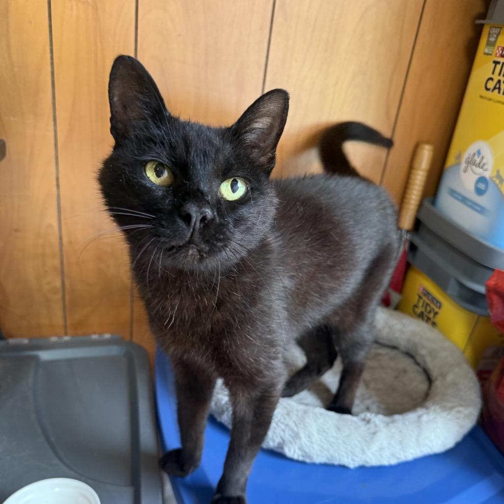 Salem, Adoptable, Senior Female American Shorthair.