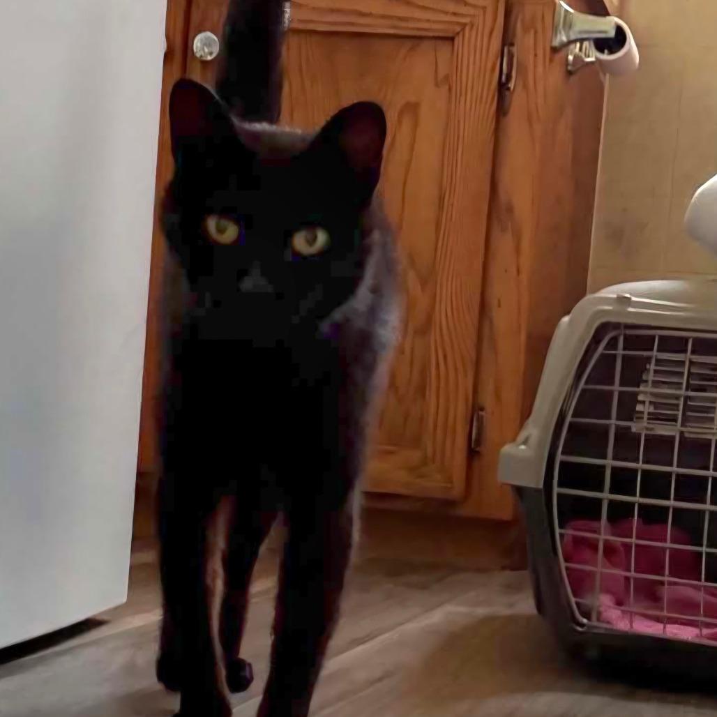 Enlarge Salem, a Adoptable American Shorthair in Bessemer, AL image 2/6