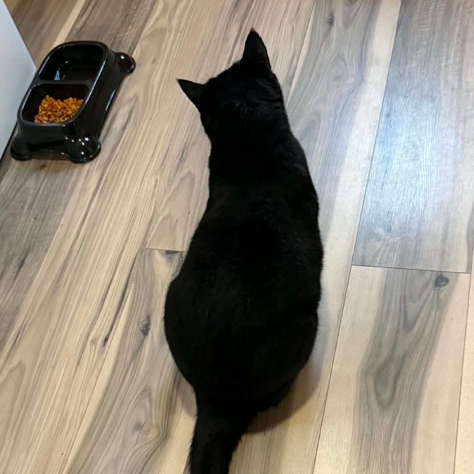 Enlarge Salem, a Adoptable American Shorthair in Bessemer, AL image 3/6
