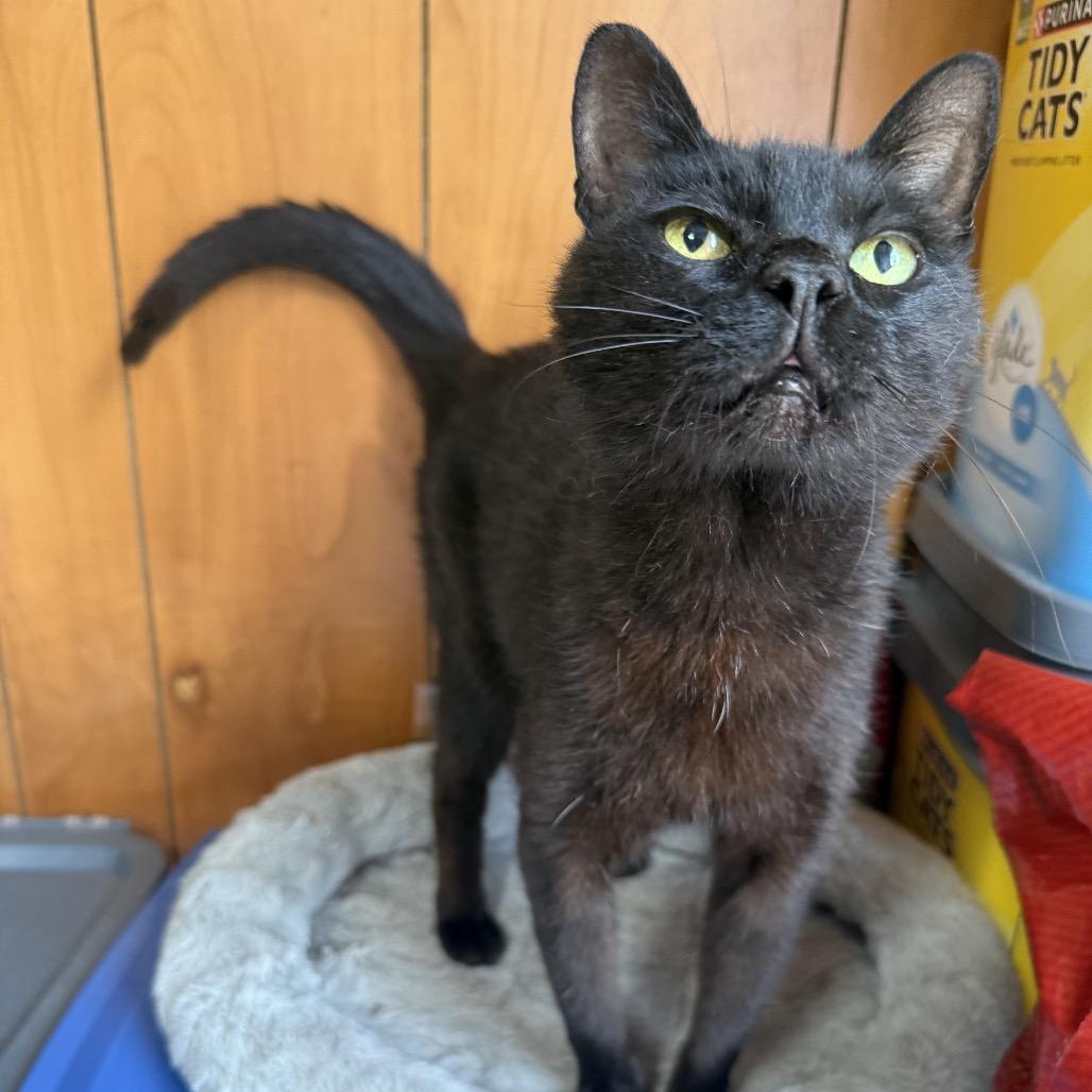 Enlarge Salem, a Adoptable American Shorthair in Bessemer, AL image 4/6