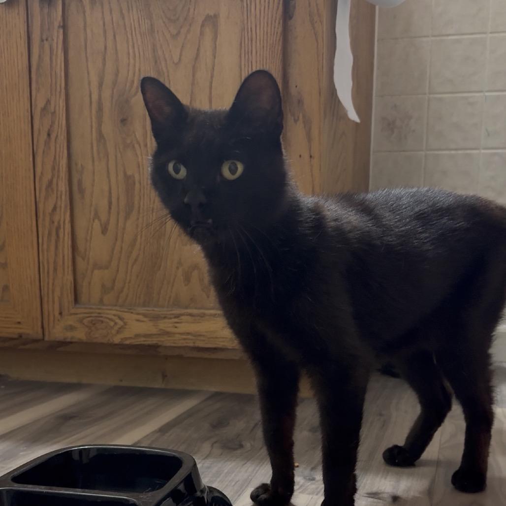 Enlarge Salem, a Adoptable American Shorthair in Bessemer, AL image 5/6