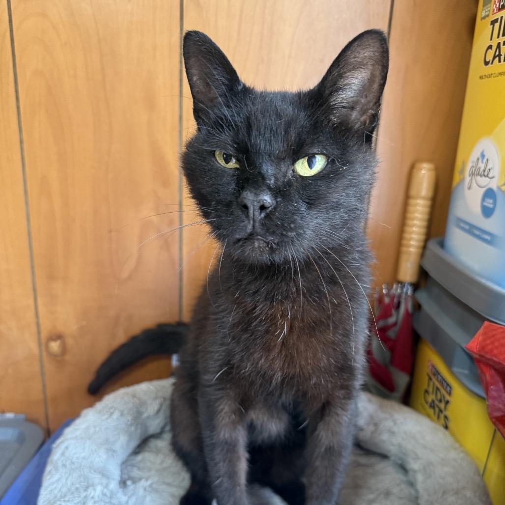 Enlarge Salem, a Adoptable American Shorthair in Bessemer, AL image 6/6