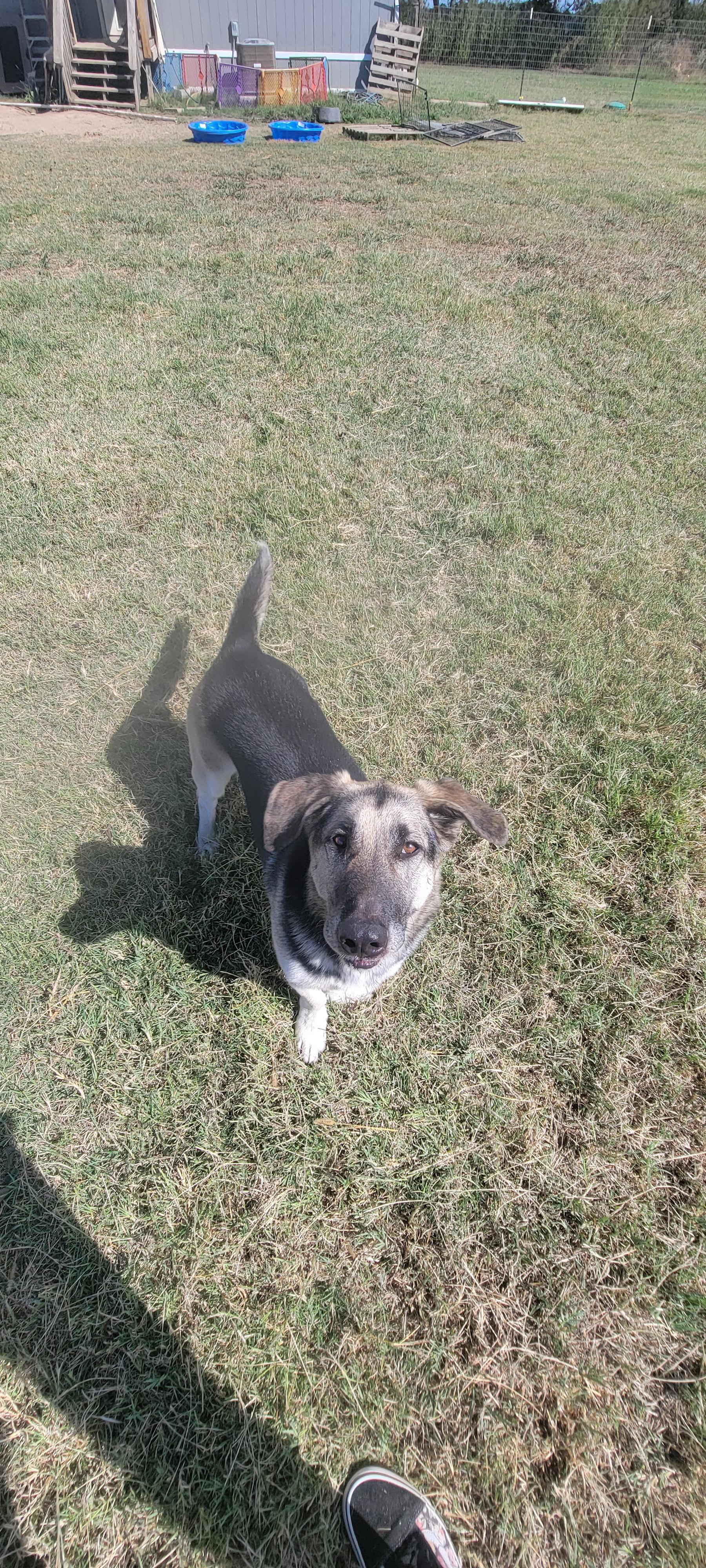 Mini, Adoptable, Adult Female German Shepherd Dog & Basset Hound.