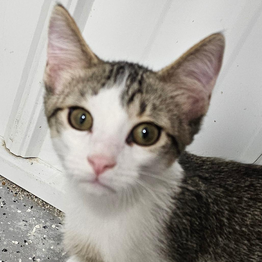 Eclipse, Adoptable, Young Male Domestic Short Hair.