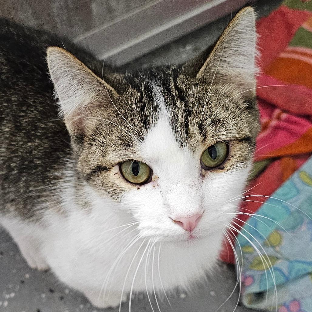 Eclipse, a Adoptable Domestic Short Hair in Grinnell, IA image 2/4