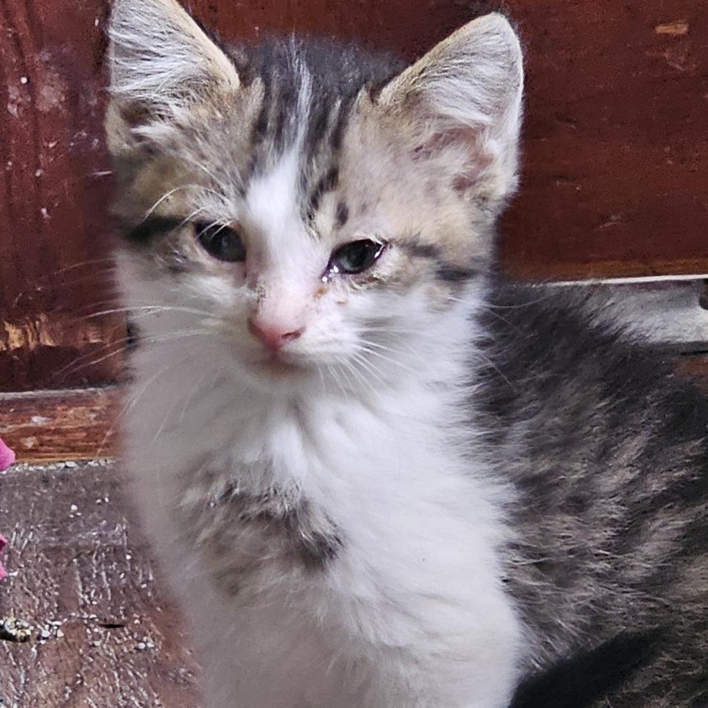 Eclipse, a Adoptable Domestic Short Hair in Grinnell, IA image 3/4