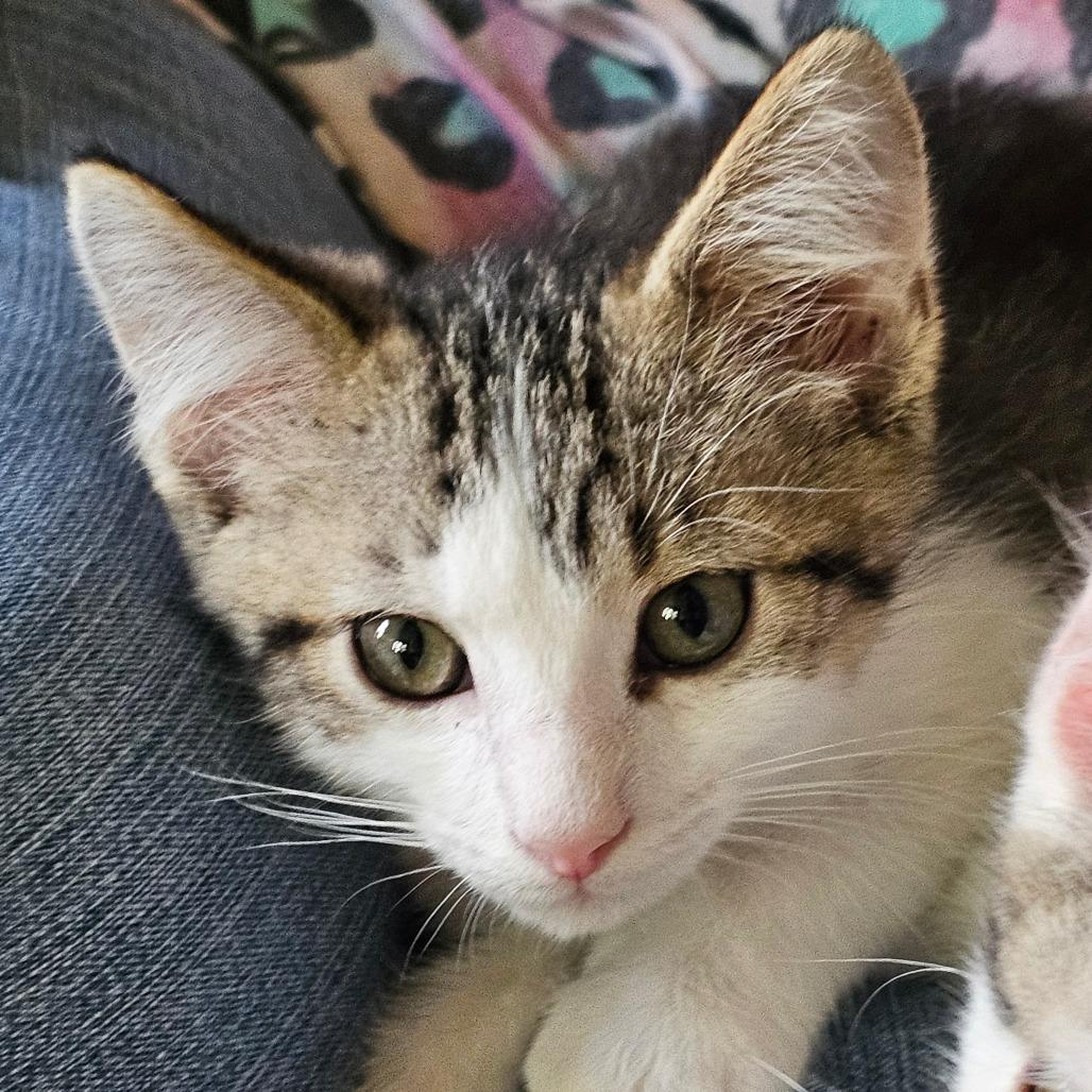 Eclipse, a Adoptable Domestic Short Hair in Grinnell, IA image 4/4