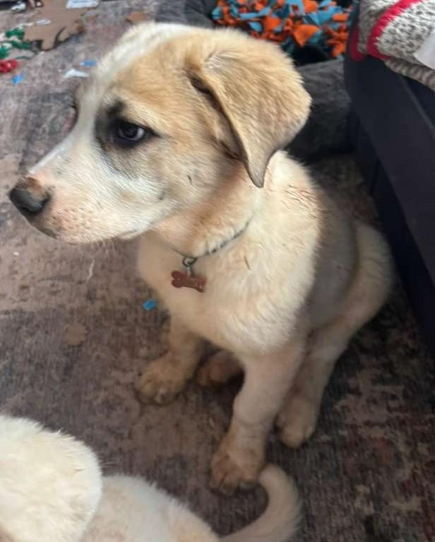 Enlarge Brew, a ADOPTABLE mixed breed in Kiowa, OK image 3/6