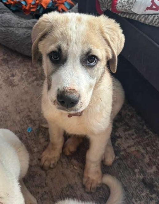 Enlarge Brew, a ADOPTABLE mixed breed in Kiowa, OK image 2/6