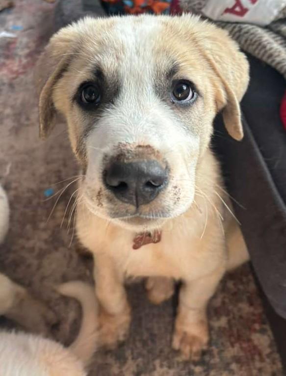 Brew, ADOPTABLE, Puppy Male Great Pyrenees.