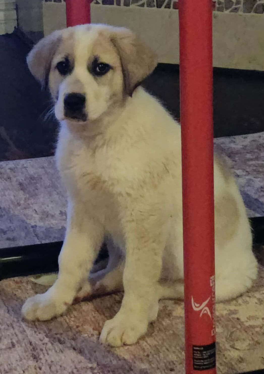 Enlarge Brew, a ADOPTABLE mixed breed in Kiowa, OK image 5/6