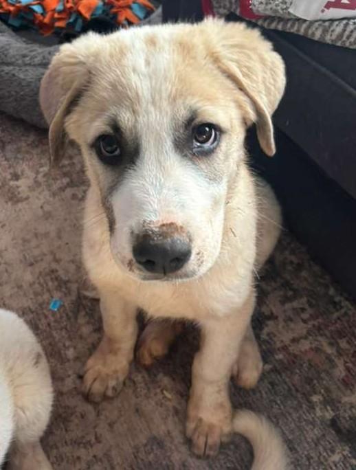 Enlarge Brew, a ADOPTABLE mixed breed in Kiowa, OK image 4/6