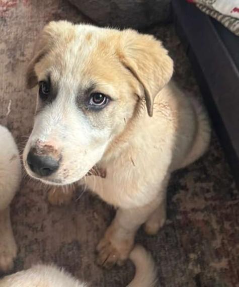 Enlarge Brew, a ADOPTABLE mixed breed in Kiowa, OK image 6/6