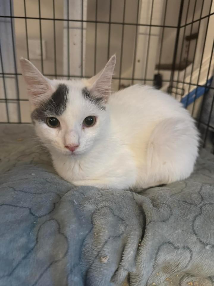 Danny, Adoptable, Kitten Male American Shorthair.