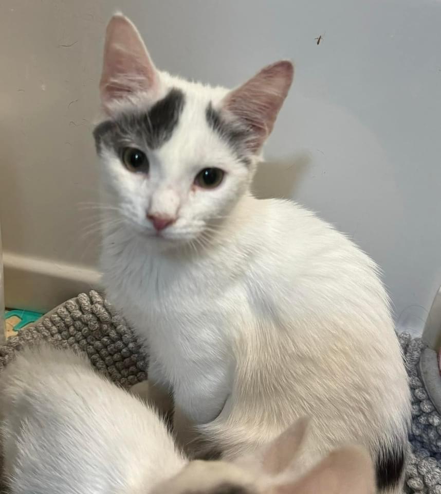 Enlarge Danny, a Adoptable mixed breed in levittown, NY image 2/2