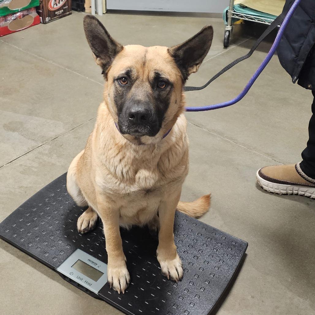 Enlarge Grace, a Adoptable Mixed Breed in Bismarck, ND image 1/6