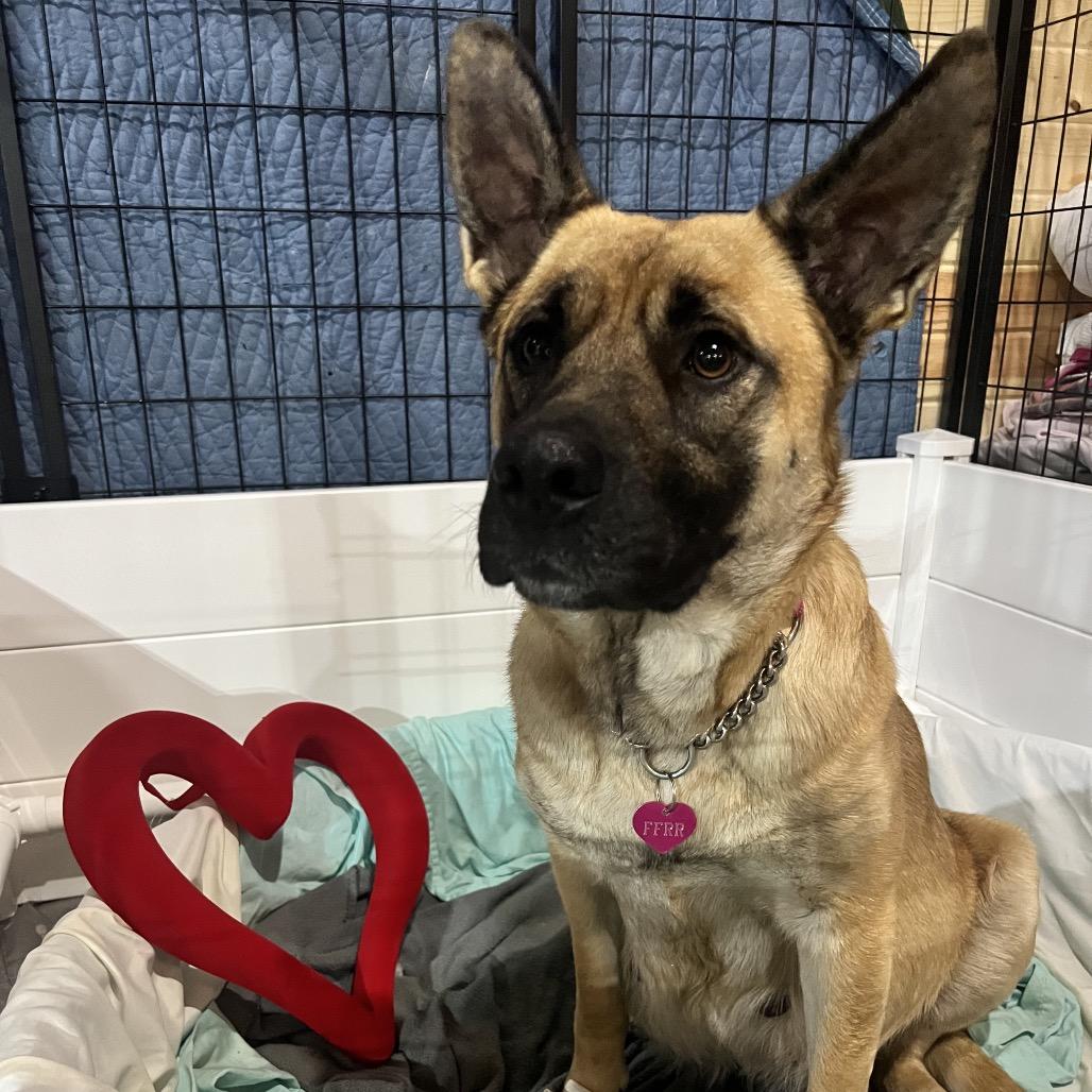 Enlarge Grace, a Adoptable Mixed Breed in Bismarck, ND image 2/6