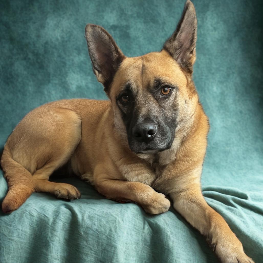 Enlarge Grace, a Adoptable Mixed Breed in Bismarck, ND image 4/6