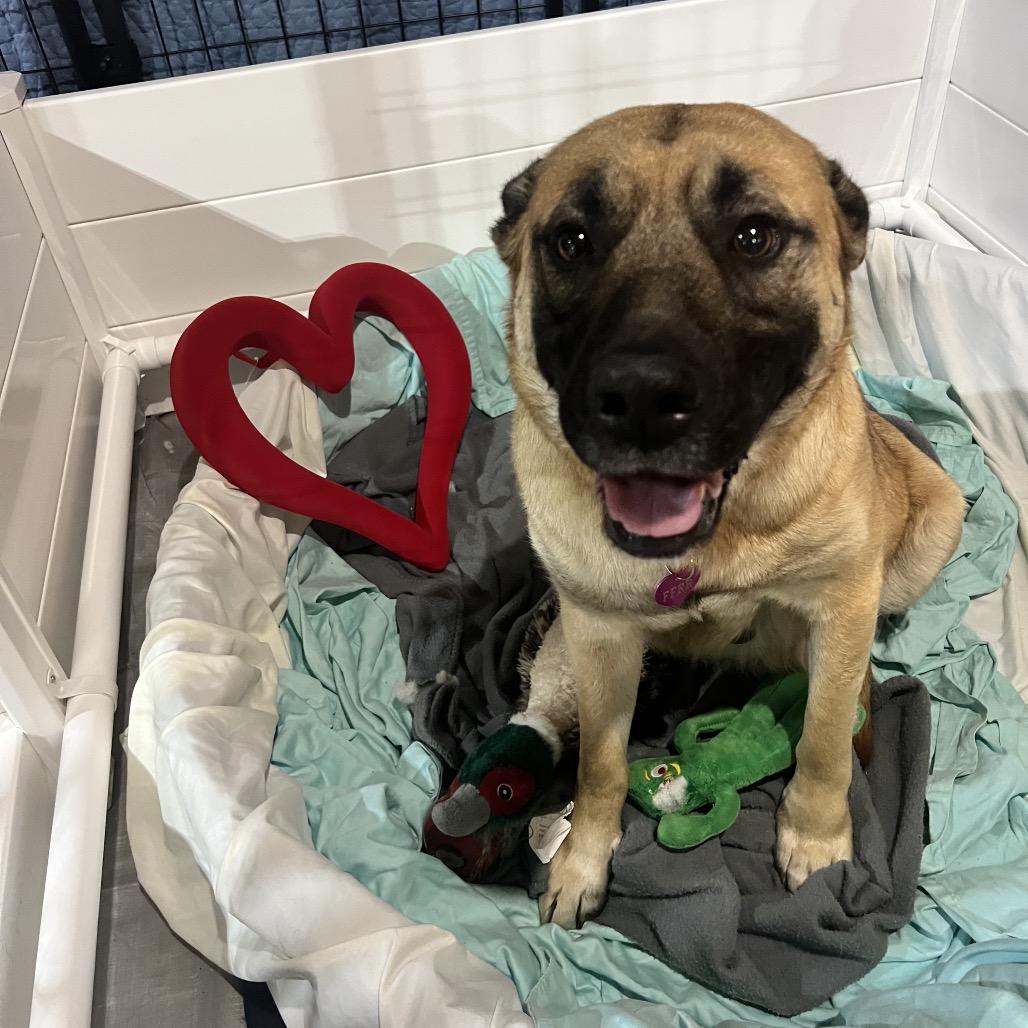 Enlarge Grace, a Adoptable Mixed Breed in Bismarck, ND image 5/6