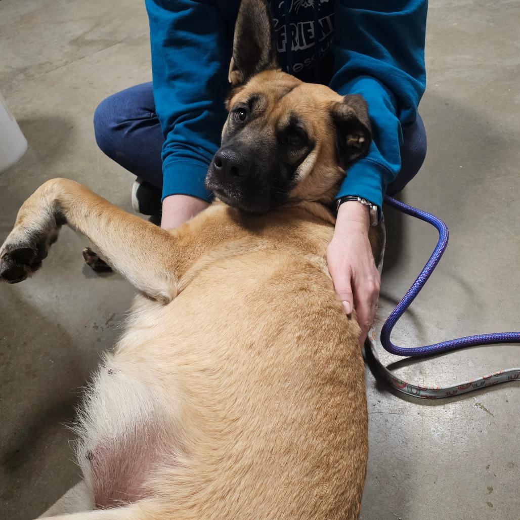 Enlarge Grace, a Adoptable Mixed Breed in Bismarck, ND image 6/6