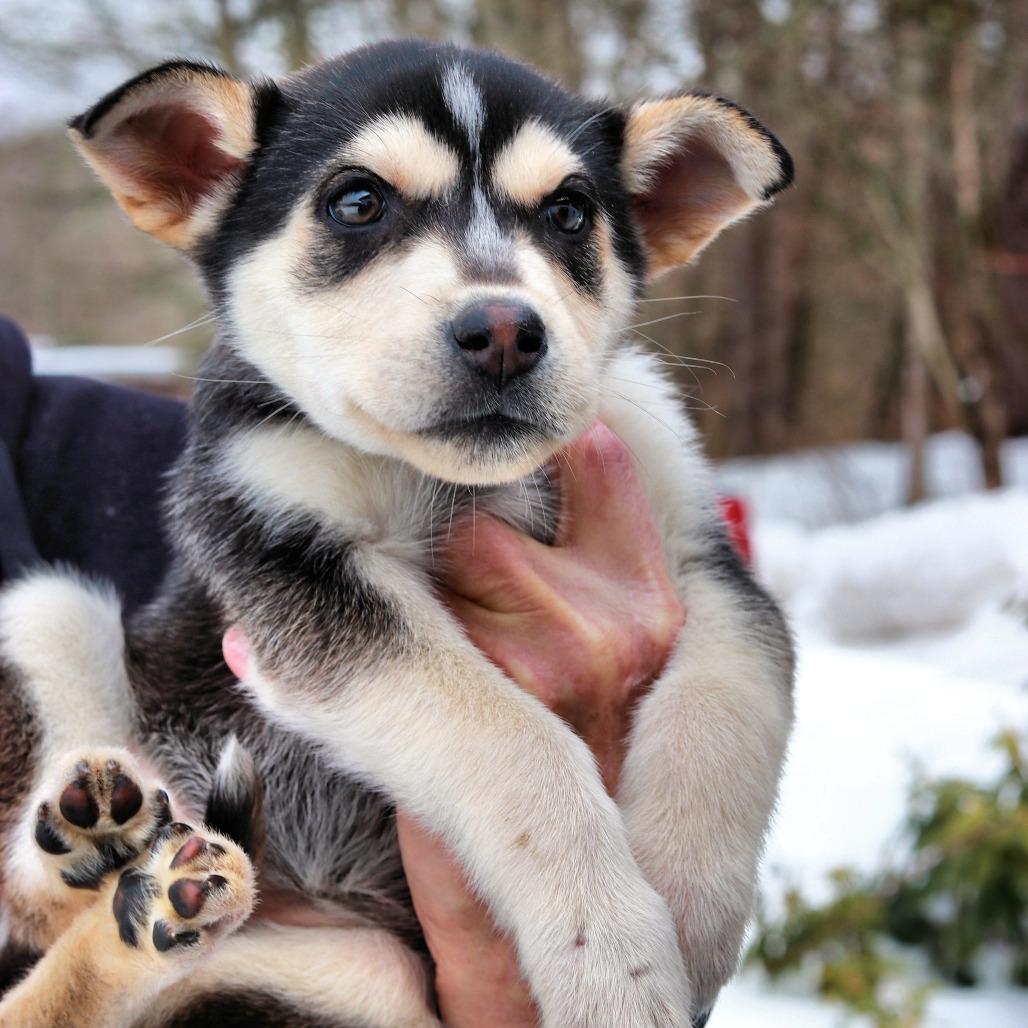 CT Natalie, Adoptable, Puppy Female Shepherd & Husky.