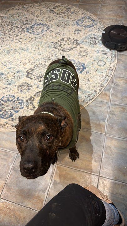 WALLY, a Adoptable mixed breed in Rindge, NH image 1/6